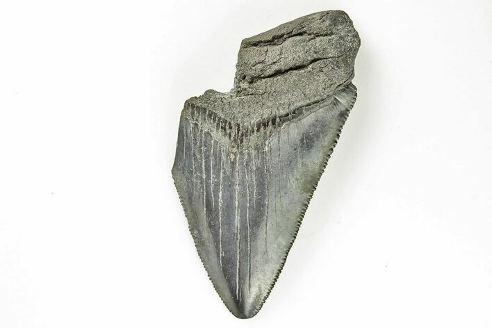 Partial Megalodon Tooth - Sharply Serrated #194084